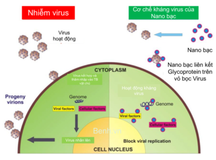 co-che-khang-virus-cua-nano-bac