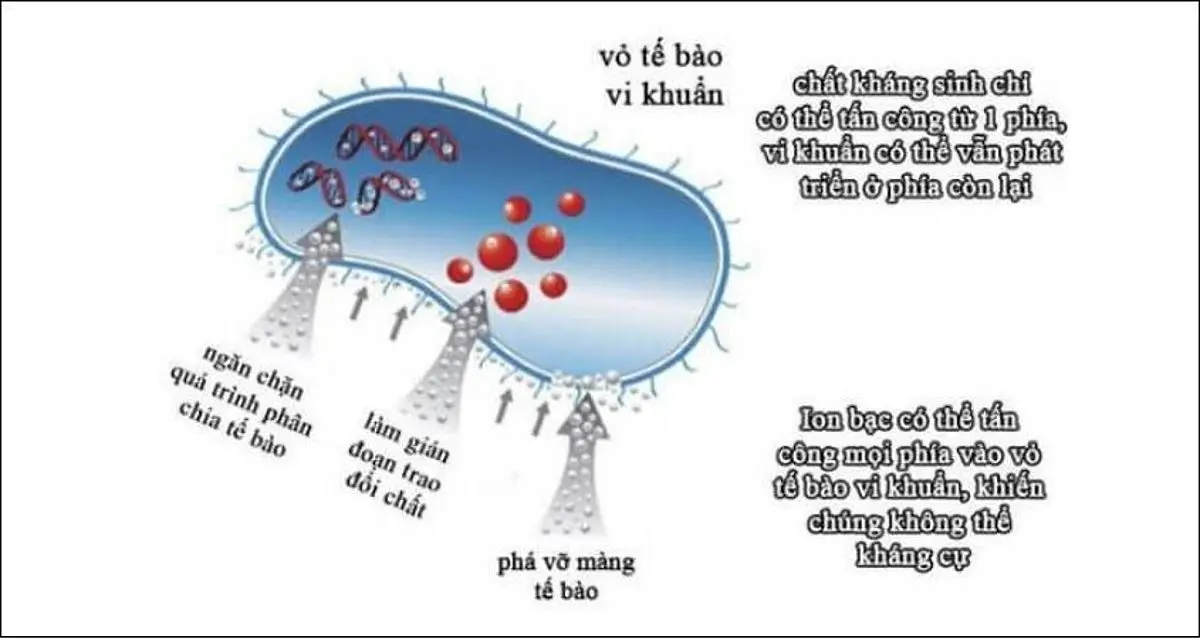 Thức Ăn Chăn Nuôi Bổ Sung Nano Bạc